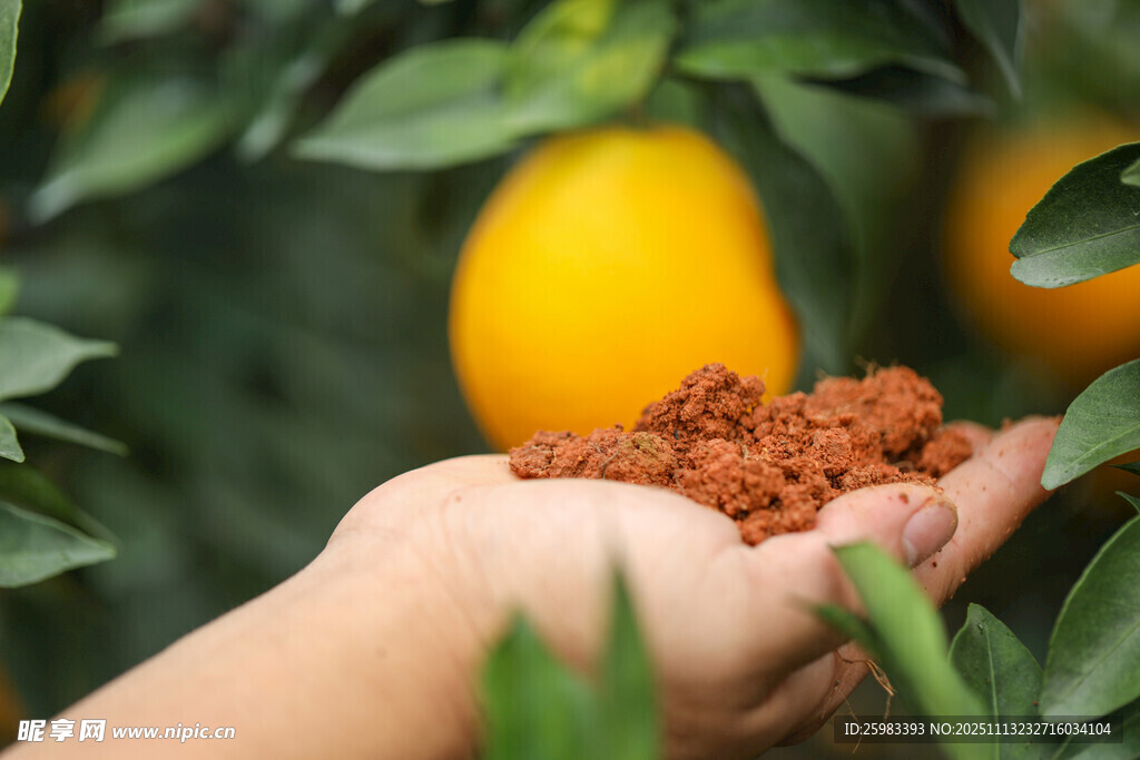 橙子栽培