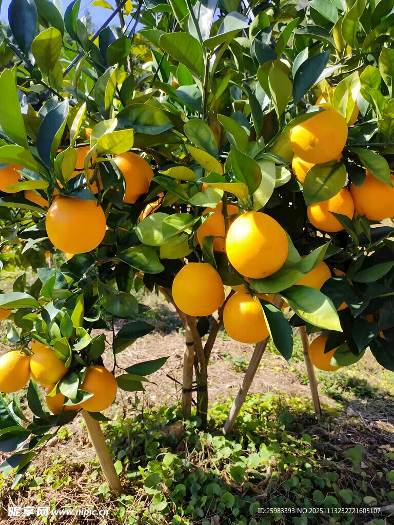 橙子栽培