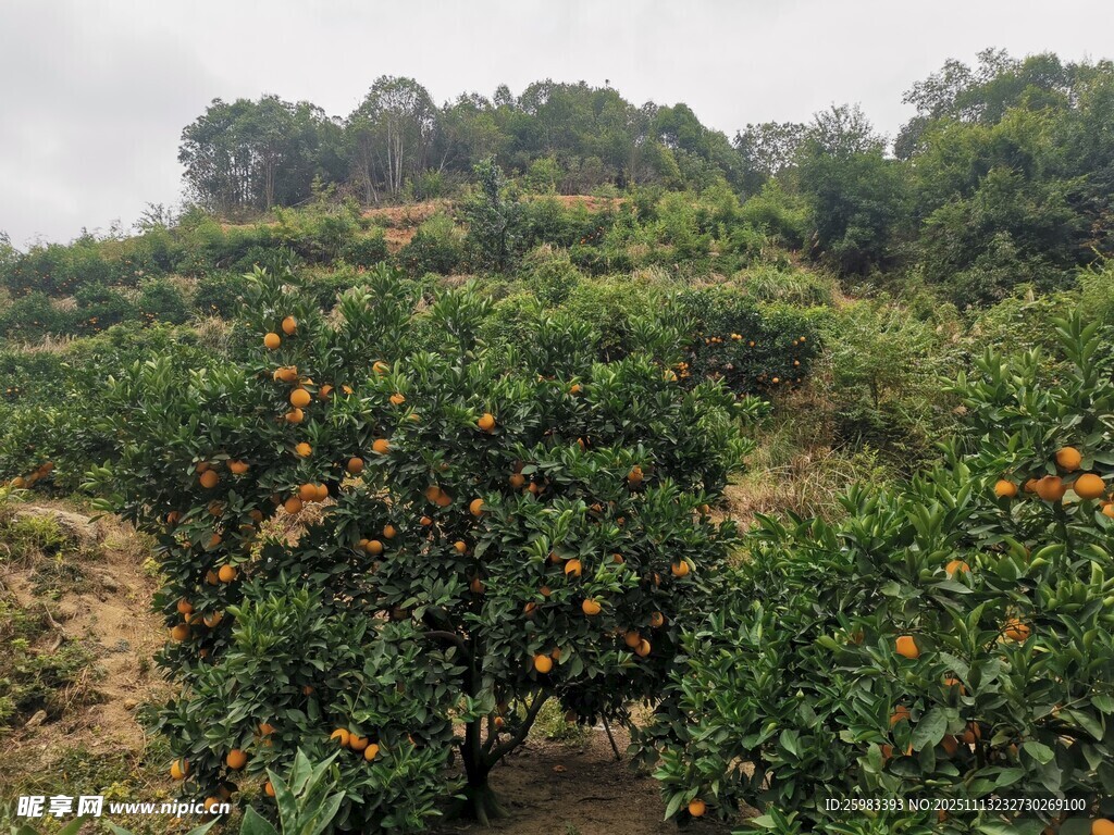 橙子栽培