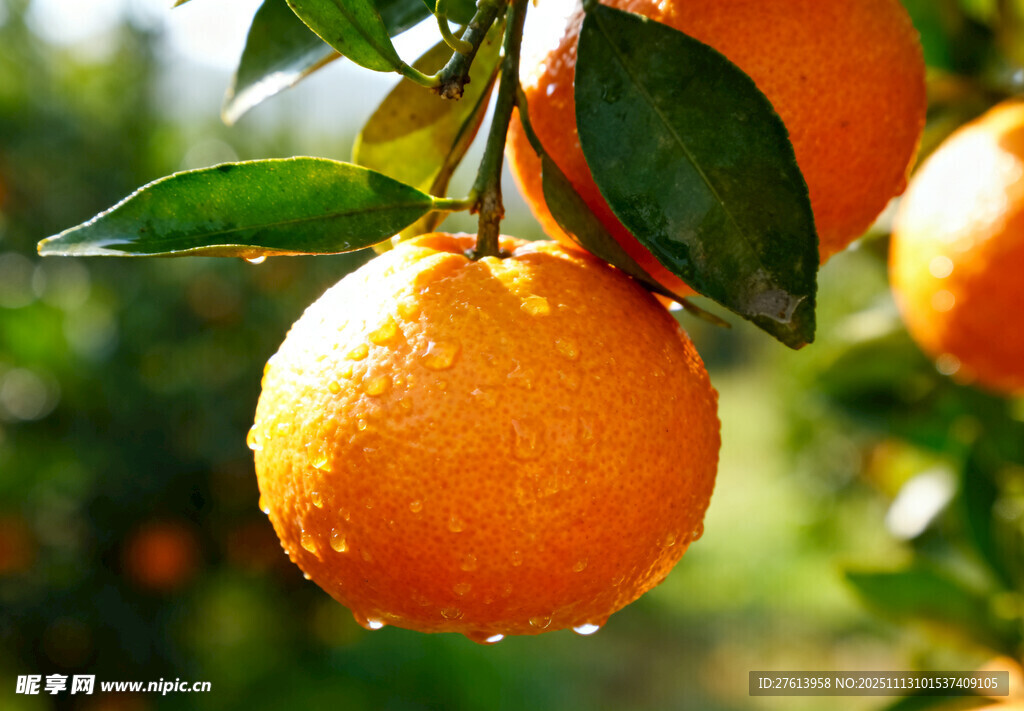 枝头的鲜橙
