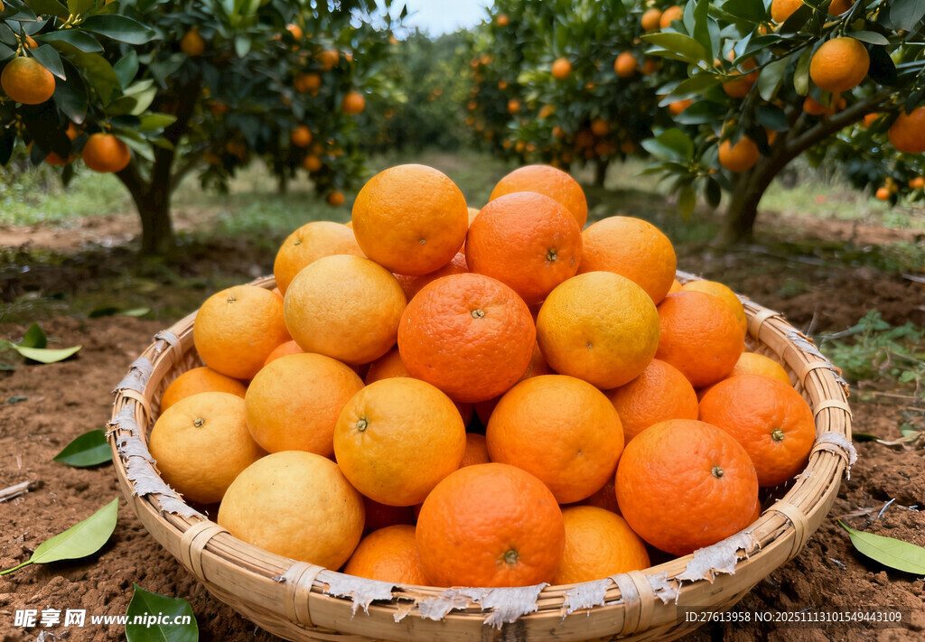 竹篮里的橘子
