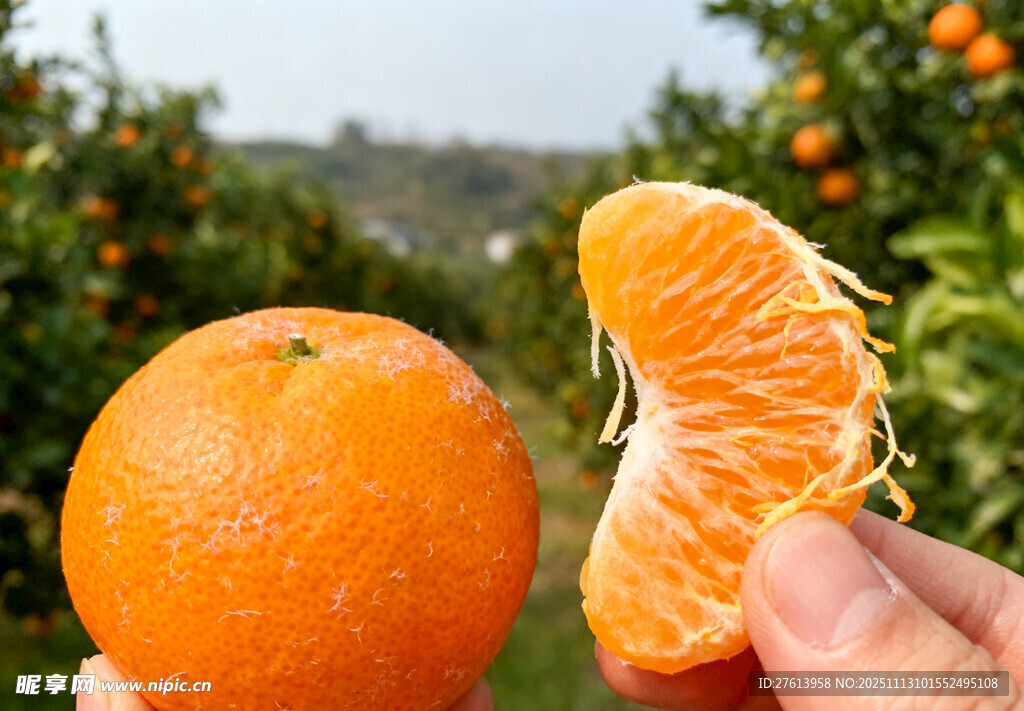 手拿橘子瓣