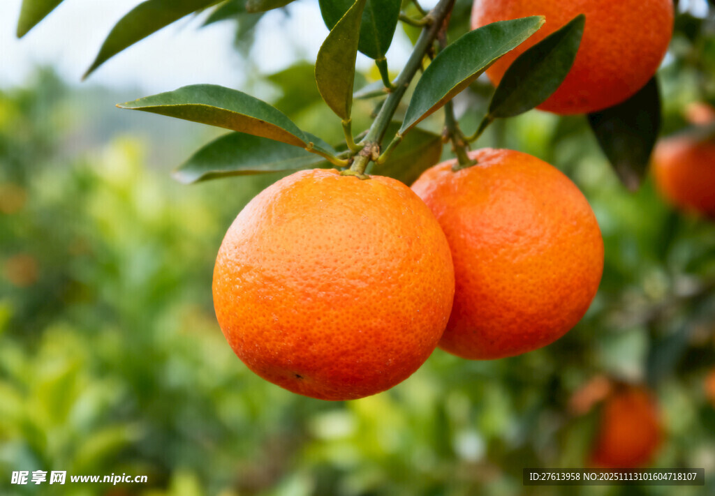 枝头的橘子