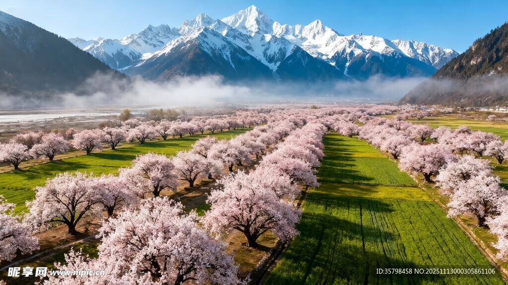 春日山谷烂漫桃花盛景