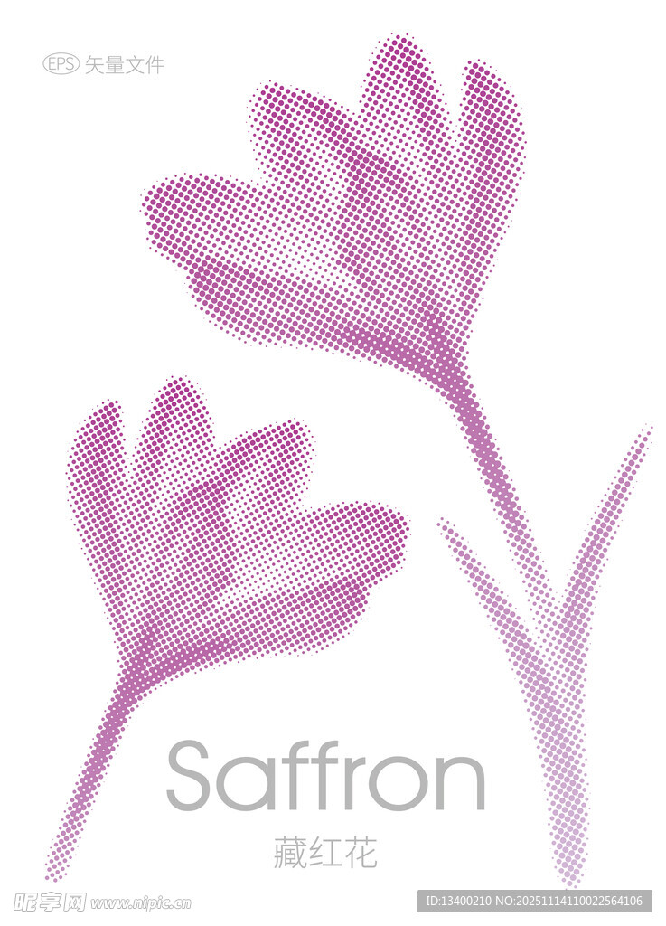 两朵优雅的紫色藏红花