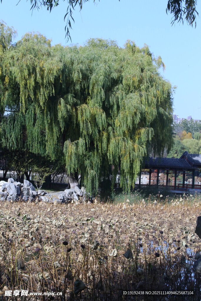 公园风景 