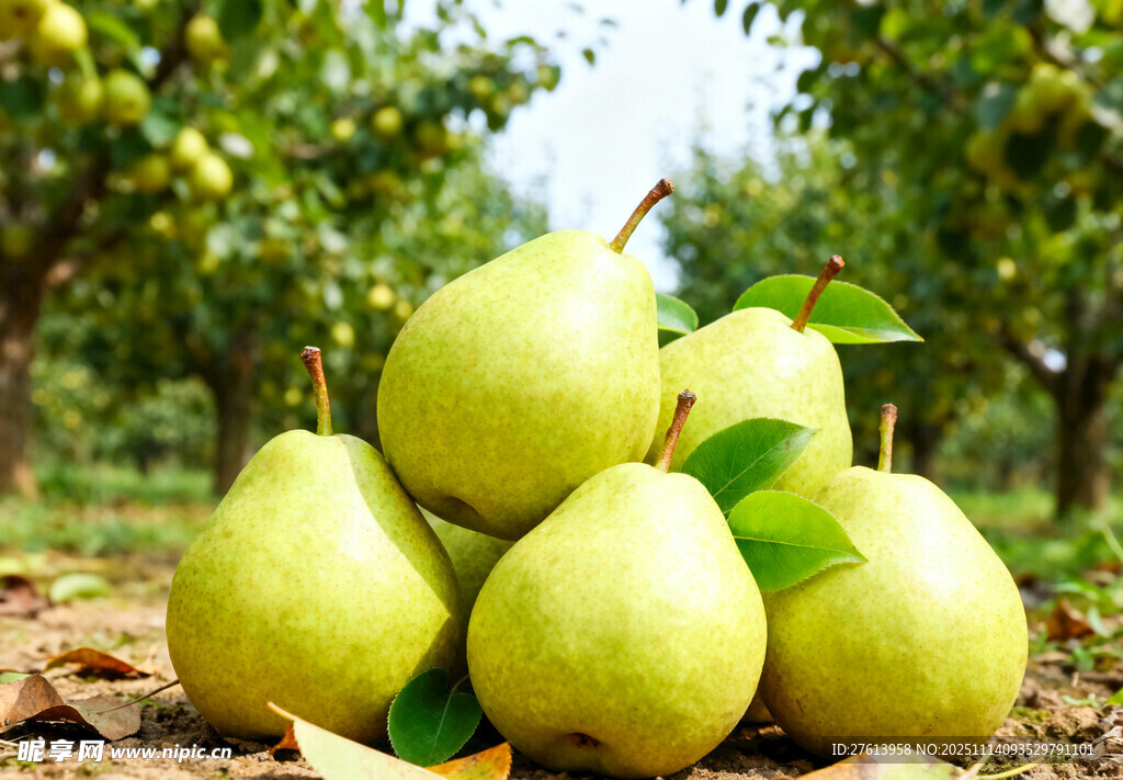 果园里堆放的青梨