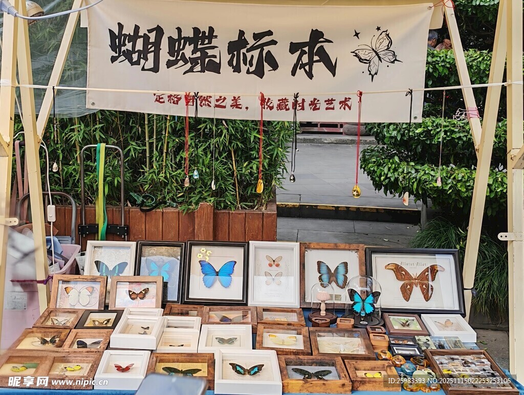 蝴蝶标本