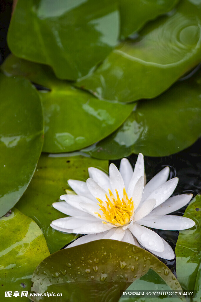 水中白睡莲