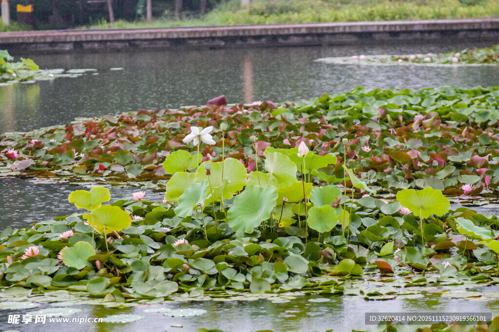 池塘中的水生植物景观