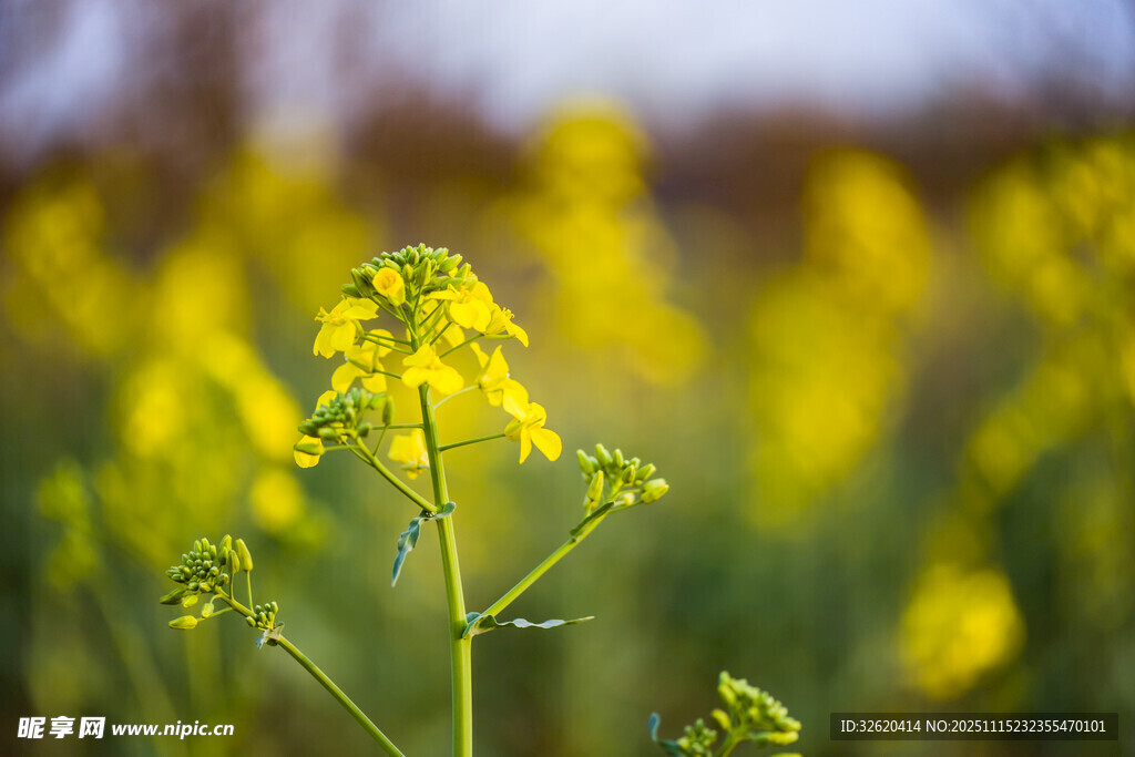 油菜花