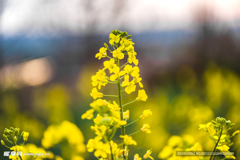 油菜花