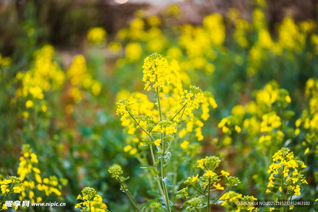 油菜花