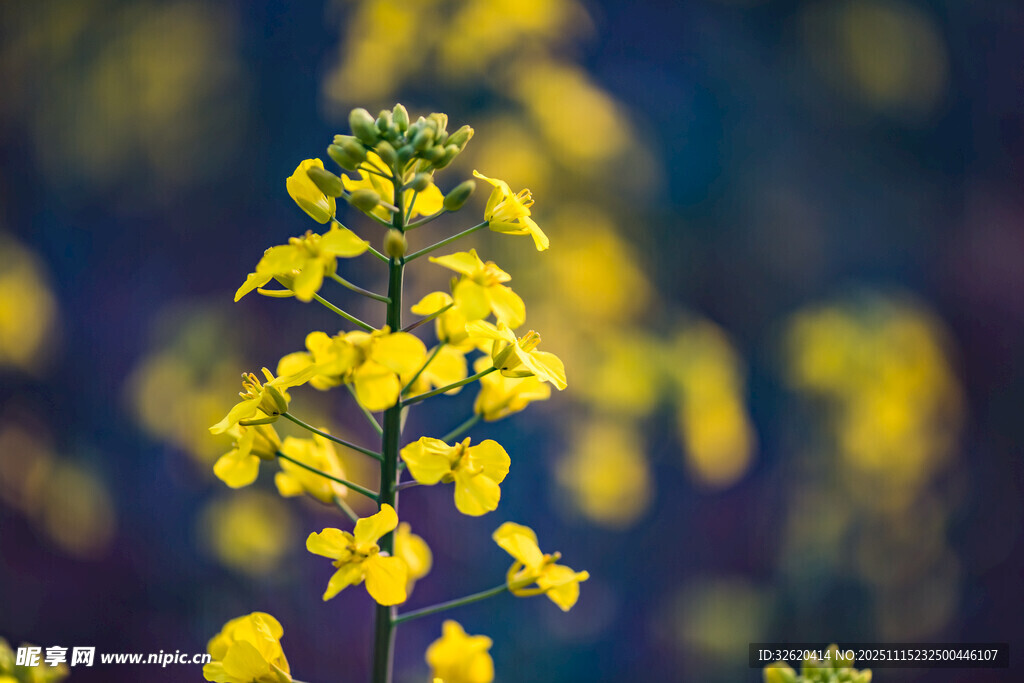 油菜花