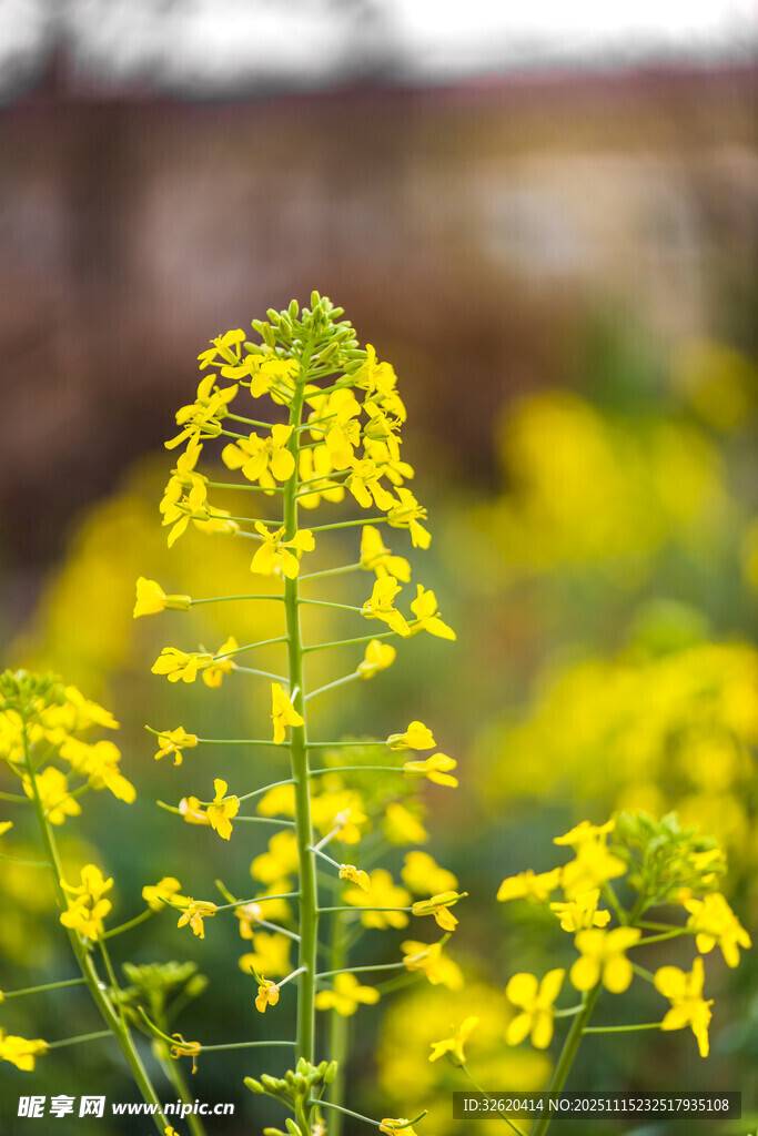 油菜花