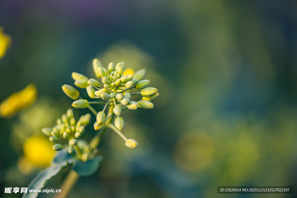 油菜花