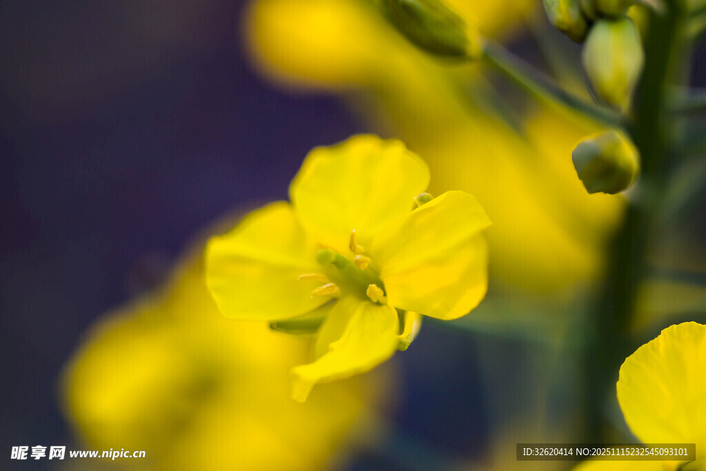 油菜花