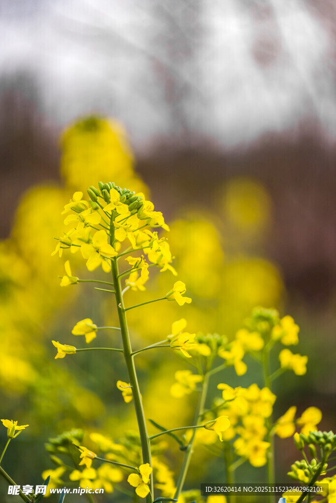 油菜花