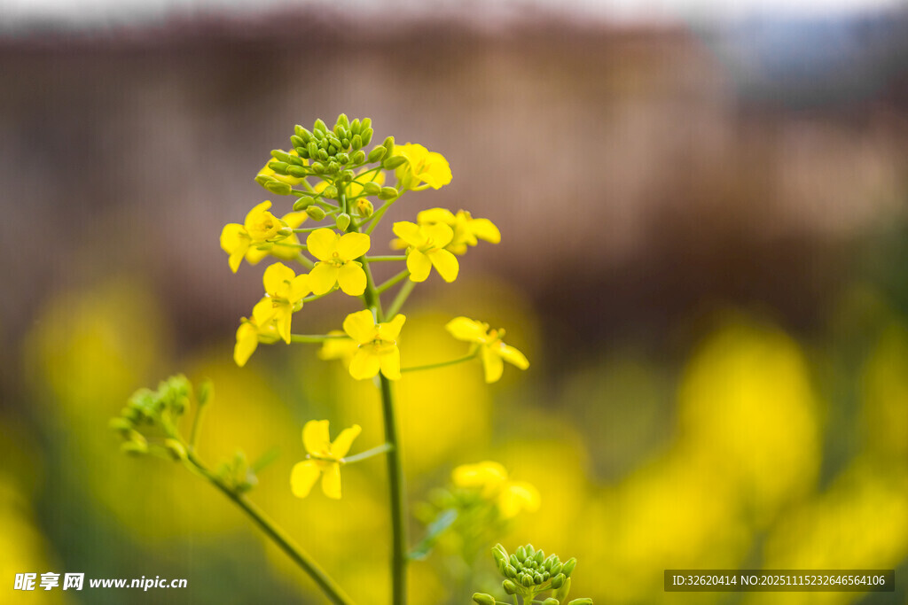 油菜花