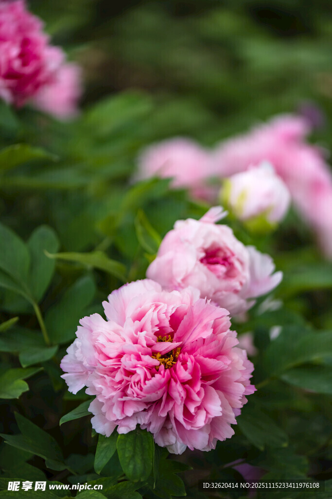 牡丹花