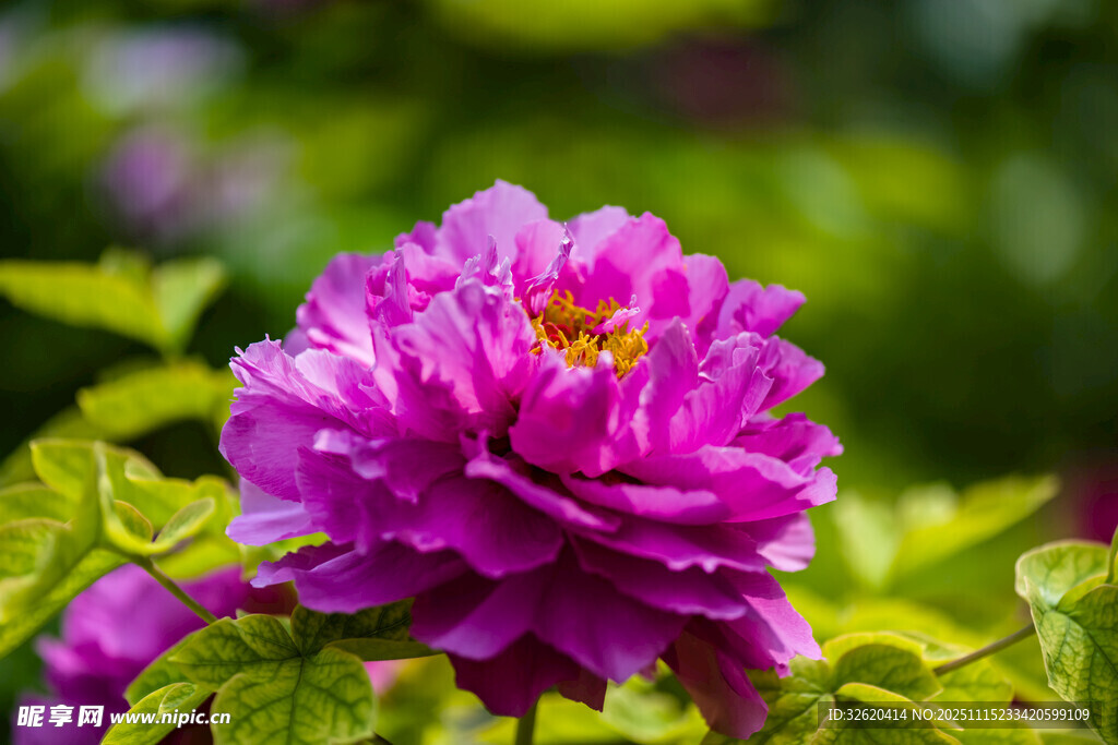 牡丹花