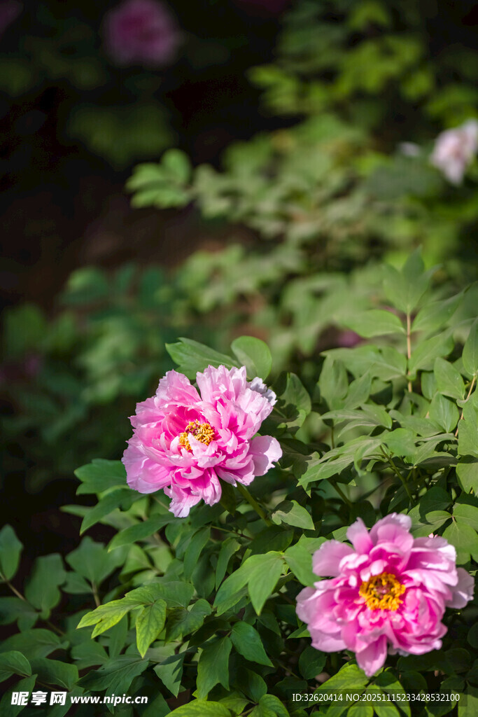 牡丹花