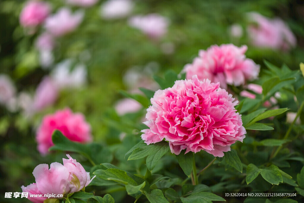 牡丹花