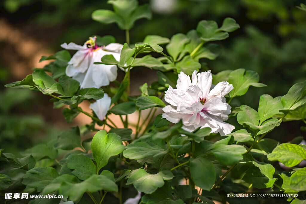 木槿花