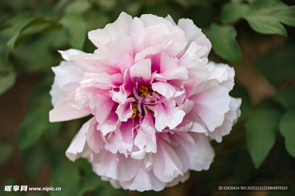 牡丹花