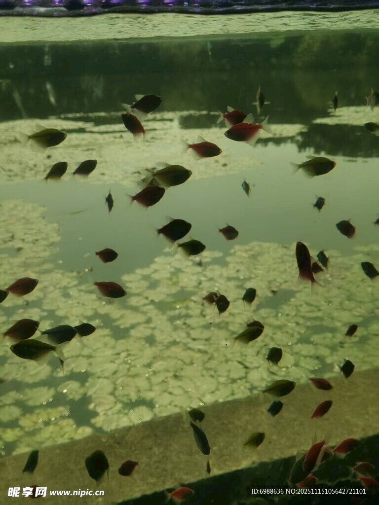 池塘中的水生植物与小鱼