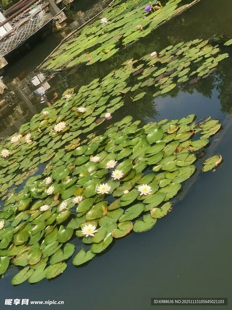 池塘中的睡莲与荷叶