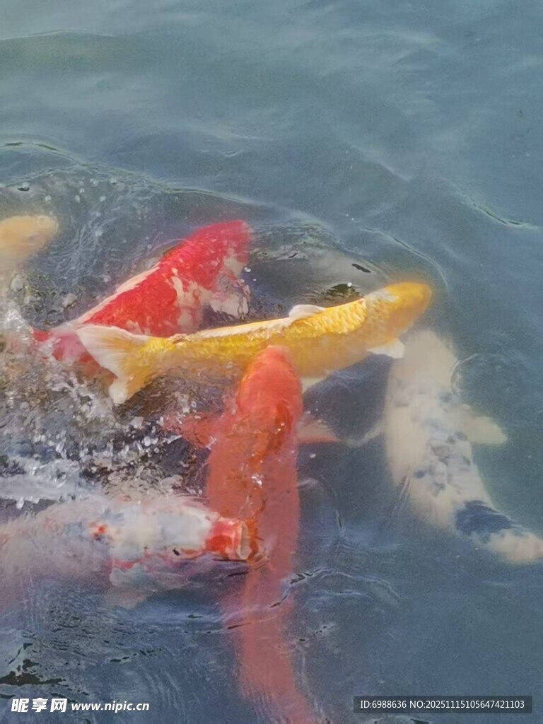 池塘中游动的多彩锦鲤