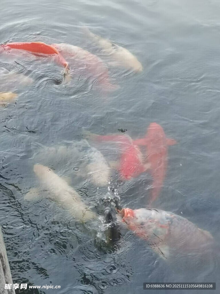 池塘中游动的多彩锦鲤