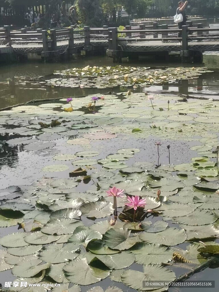 池塘中的娇艳睡莲