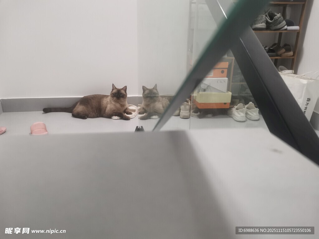 猫咪躲在楼梯角落