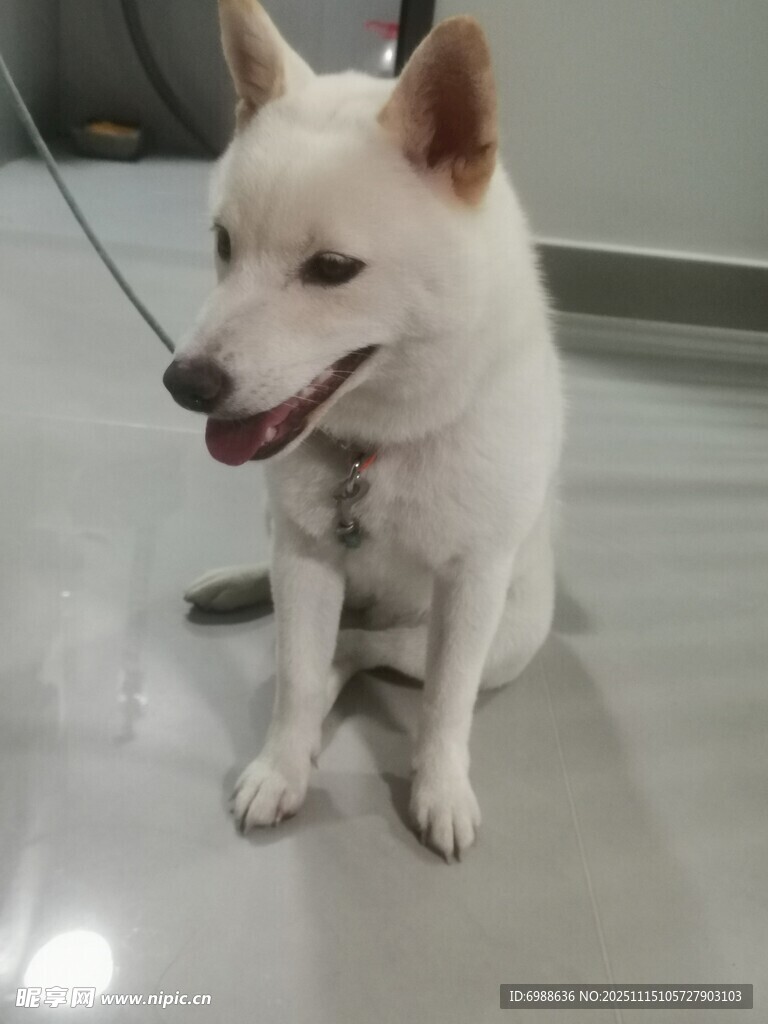 可爱白狗乖巧坐地