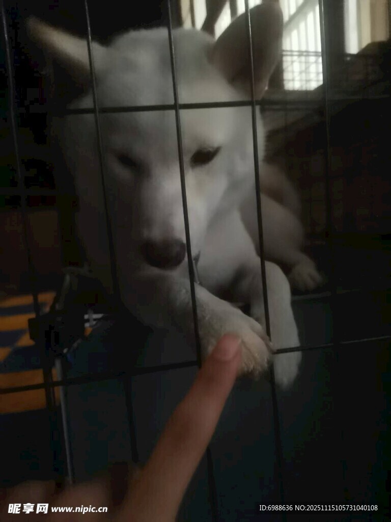手指逗弄笼中白狼