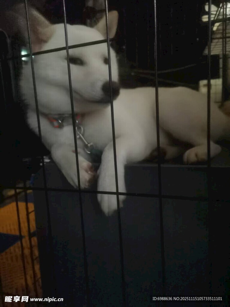 笼中白狗
