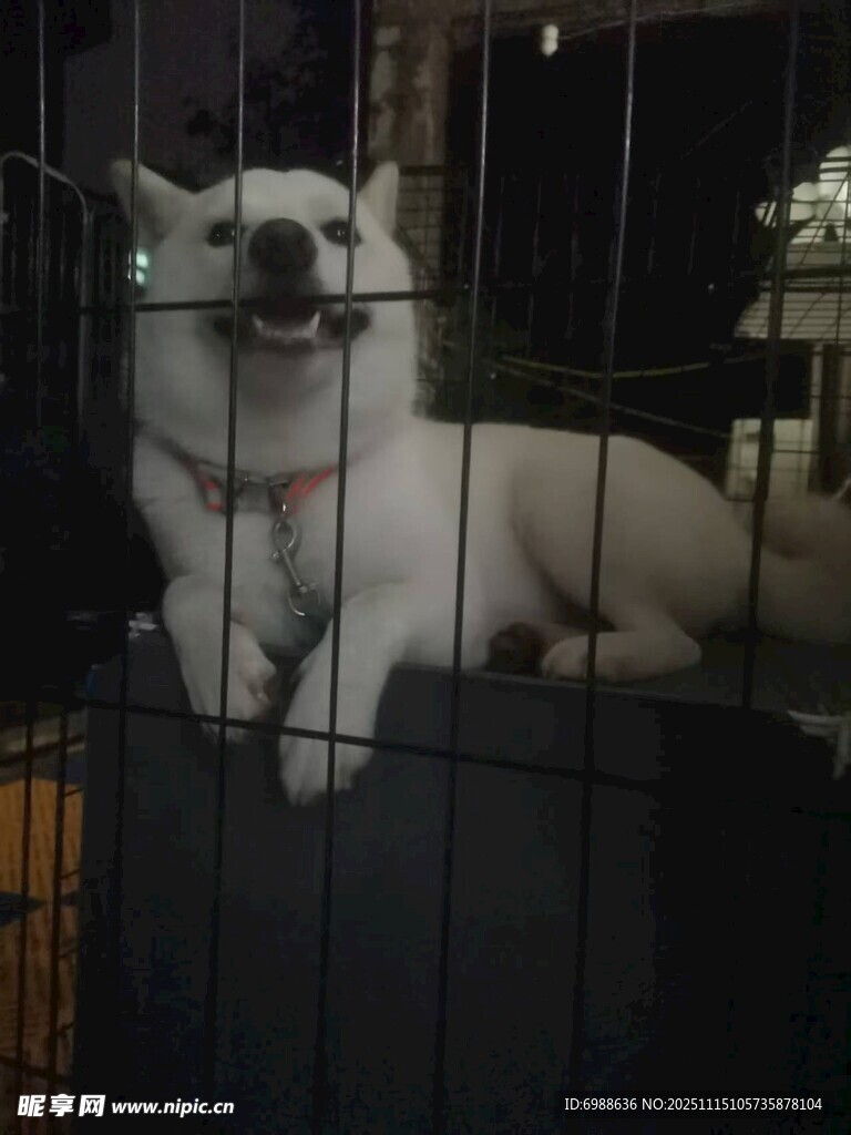 笼中白狗露出开心表情