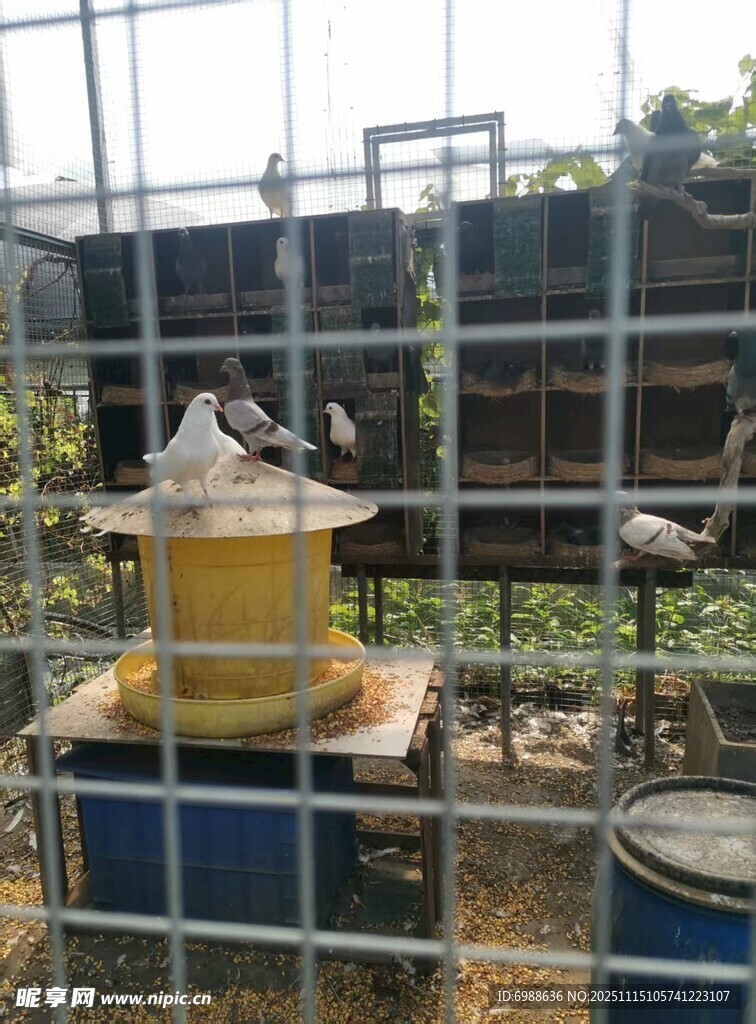 养殖场内的家禽喂食场景