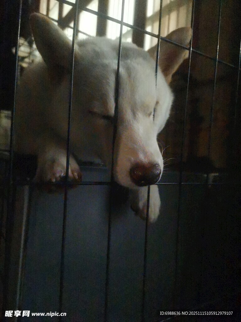笼中白狗神情落寞