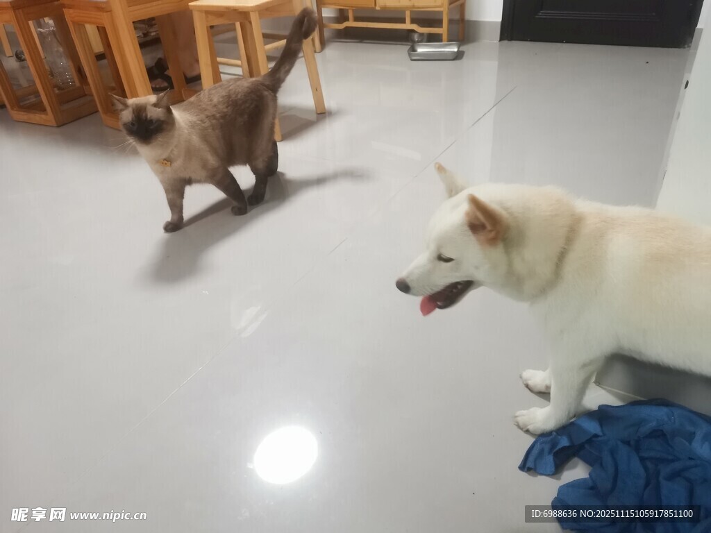 猫狗同框互动瞬间