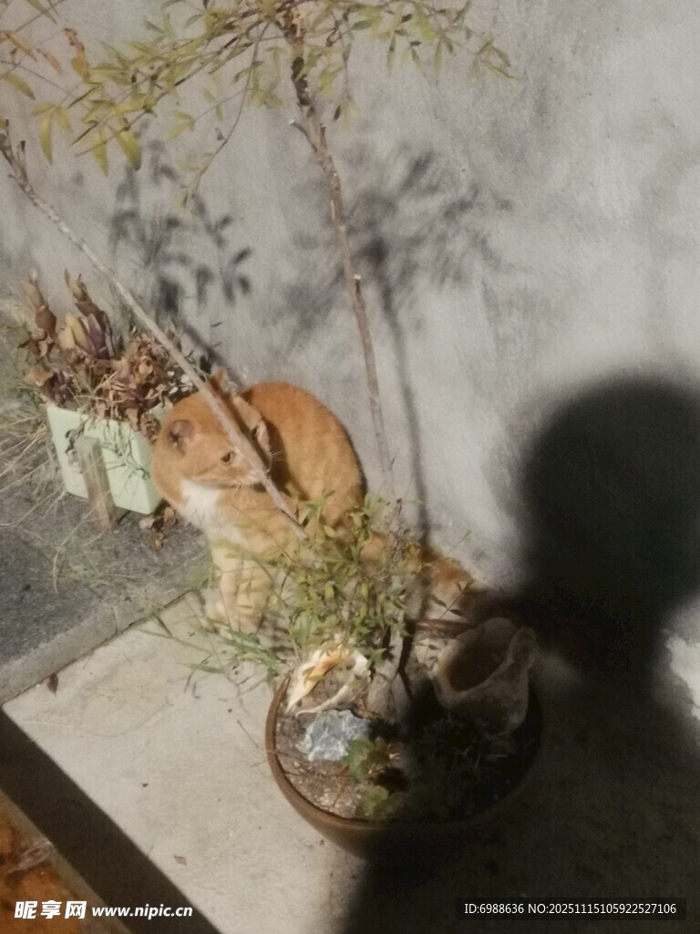 猫咪依偎在盆栽旁