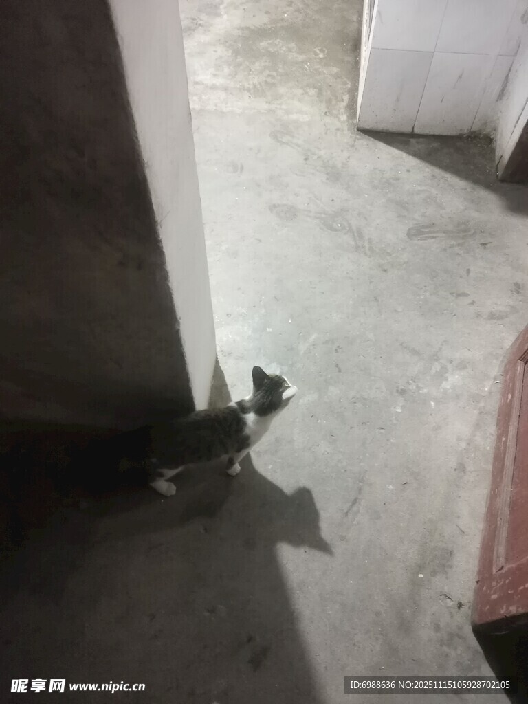 墙角猫咪