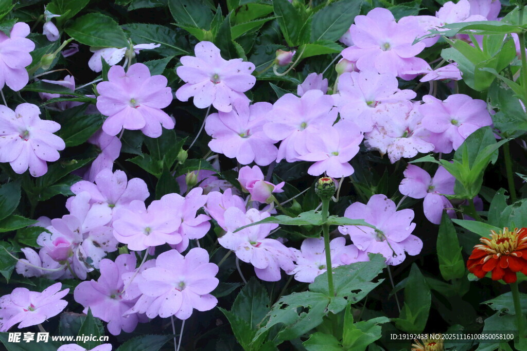 凤仙花  