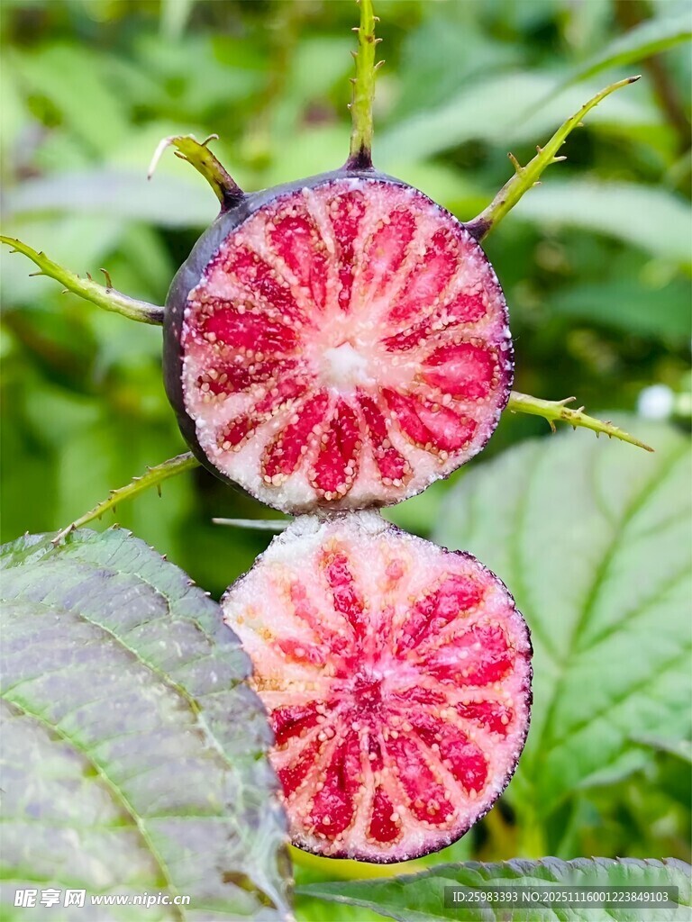 红果参