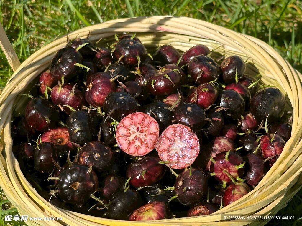 红果参