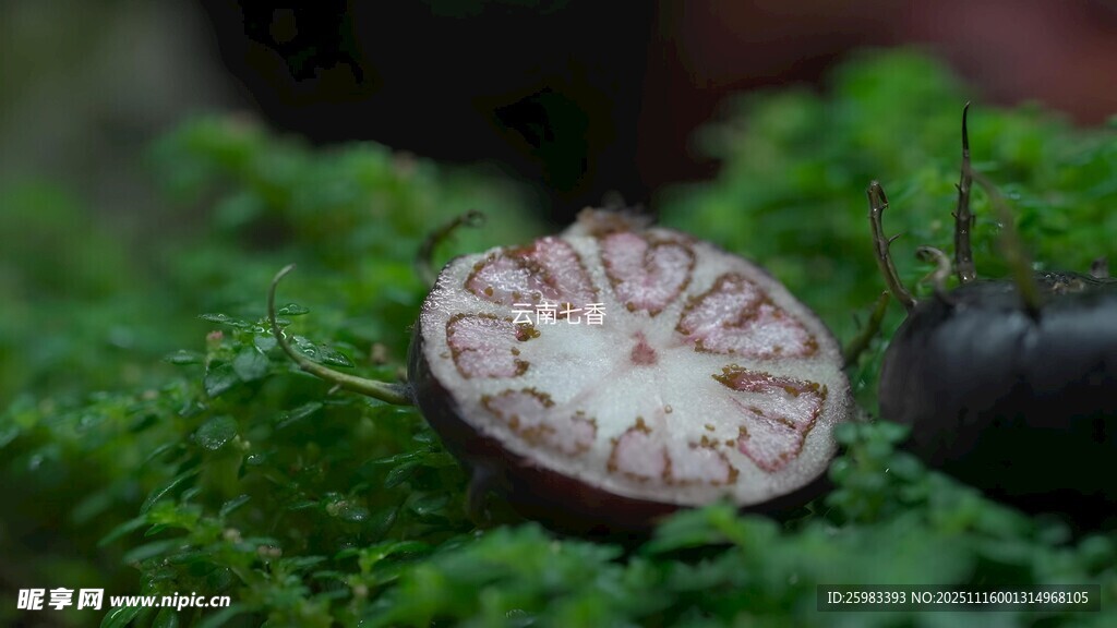 红果参