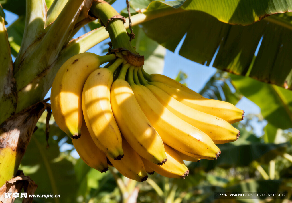 树上成熟的香蕉