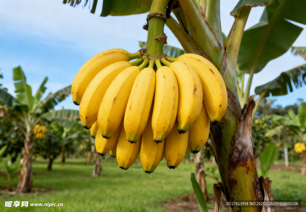 树上的金黄香蕉